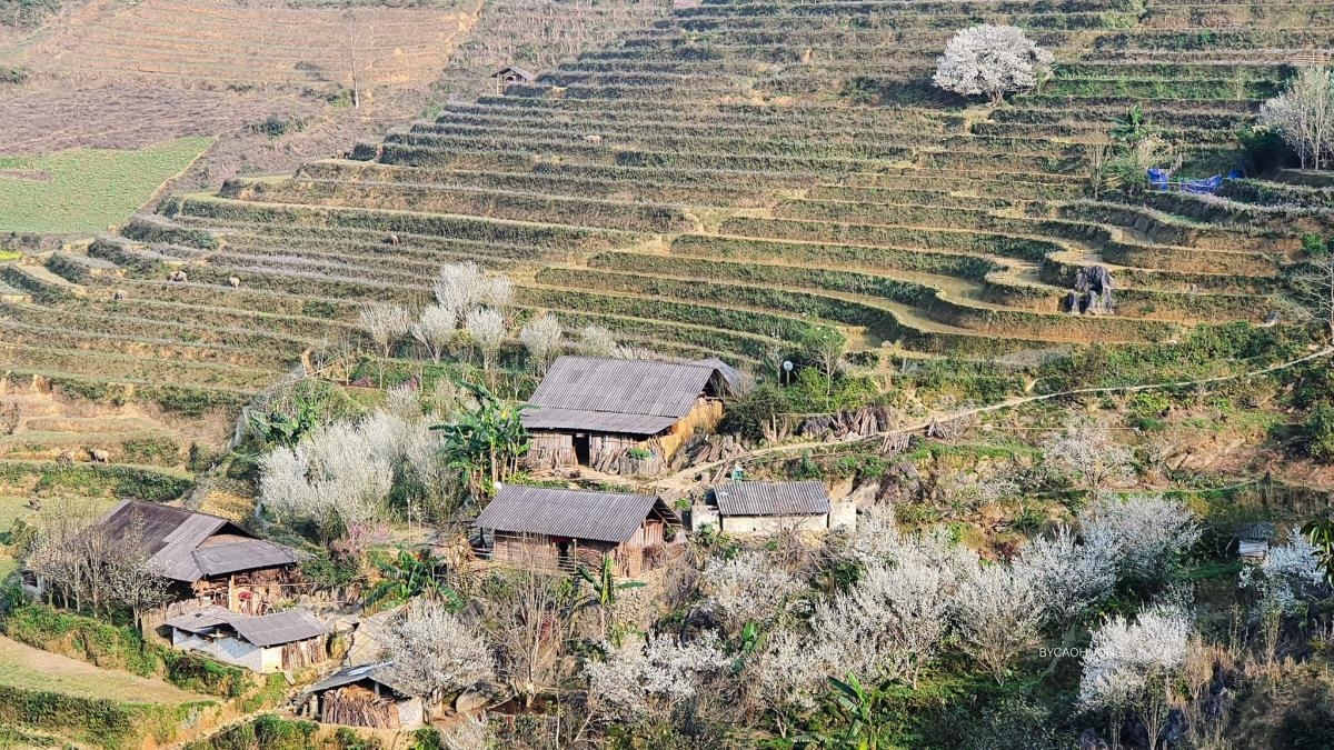 Bac Ha Tour 2 days 1 night plum blossom season