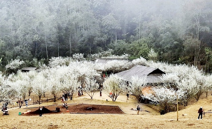 Bac Ha Tour 2 days 1 night plum blossom season