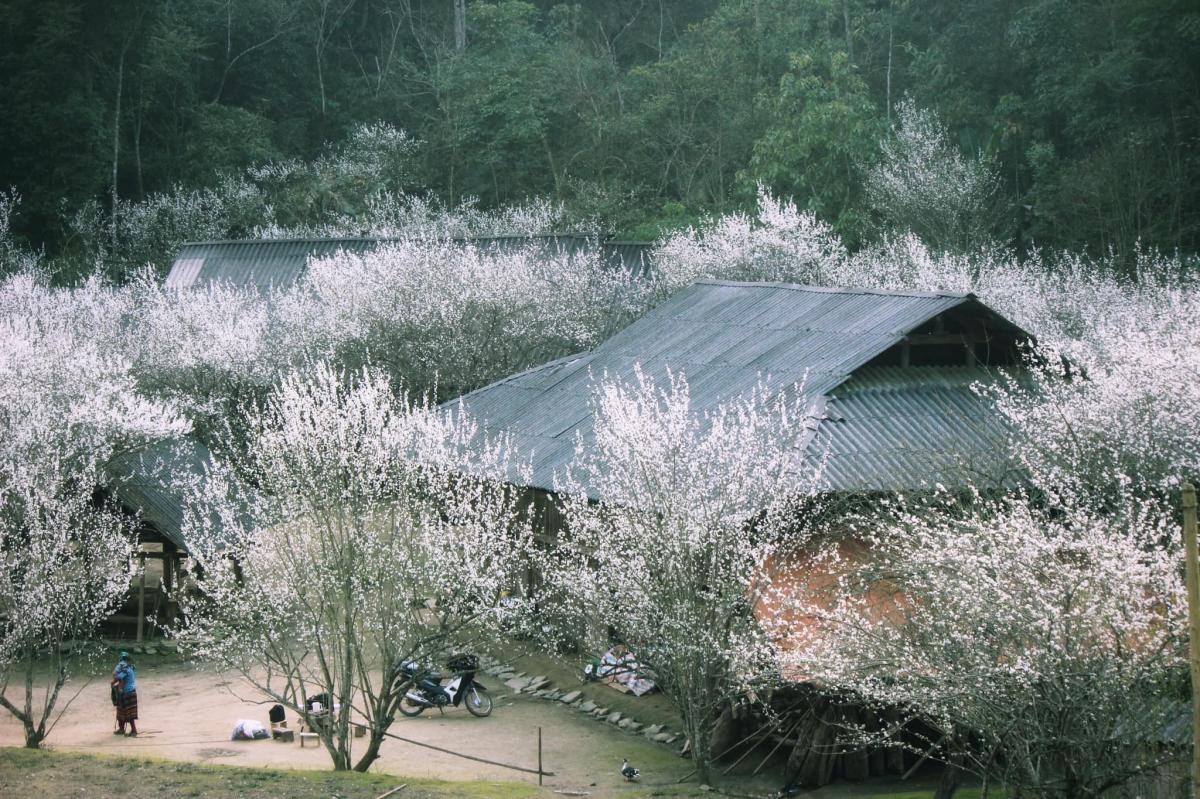 Bac Ha Tour 2 days 1 night plum blossom season